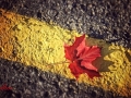 Maple leaf